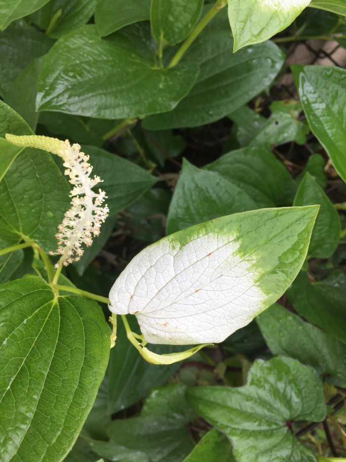삼백초 - Saururus chinensis (Lour.) Baill.