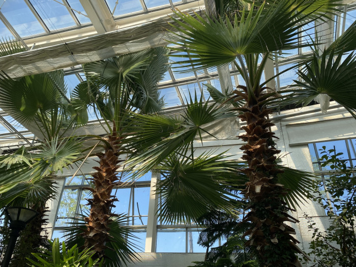 워싱턴야자 - Washington palm, California Fan Palm, Washingtonia filifera
