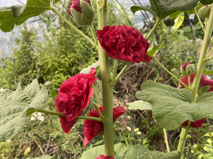 겹접시꽃 - Alcea rosea, Althaea rosea