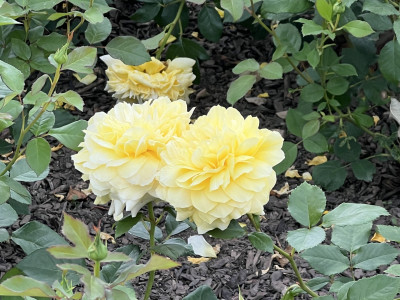 톨로즈 로트렉 사진 