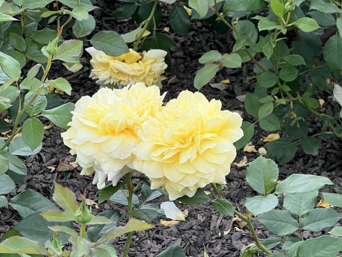 장미 톨로즈 로트렉 - Rose Toulouse Lautrec