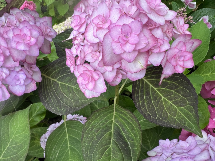 미스사오리 수국 - Hydrangea Macrophylla
