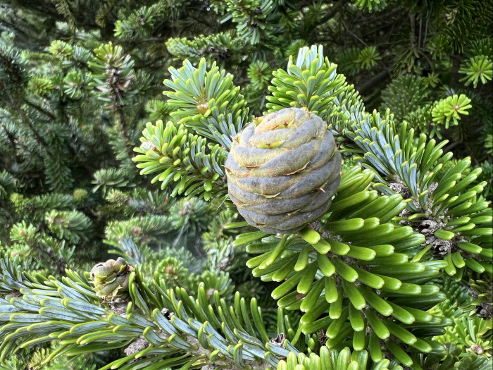 구상나무 - Korean Fir, Abies koreana Wilson