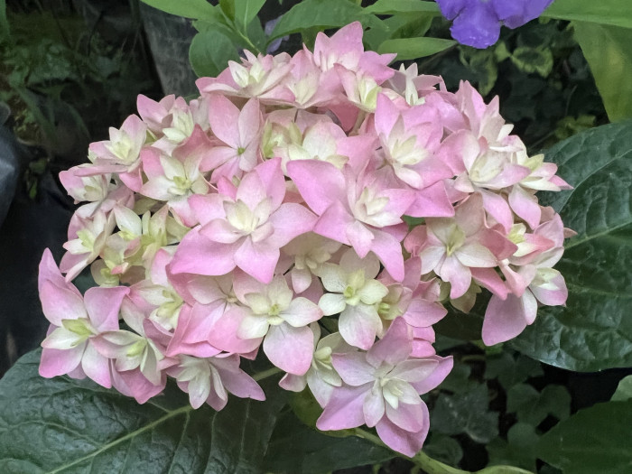 수국 코이모노가타리 - Hydrangea macrophylla Koimonogatari 