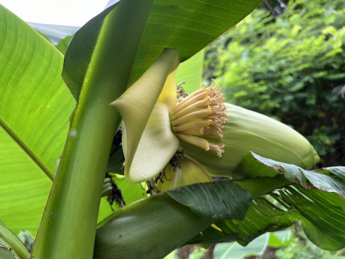 파초 - Japanese banana, Japanese fibre banana, hardy banana