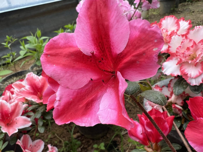 아젤리아 불꽃선녀