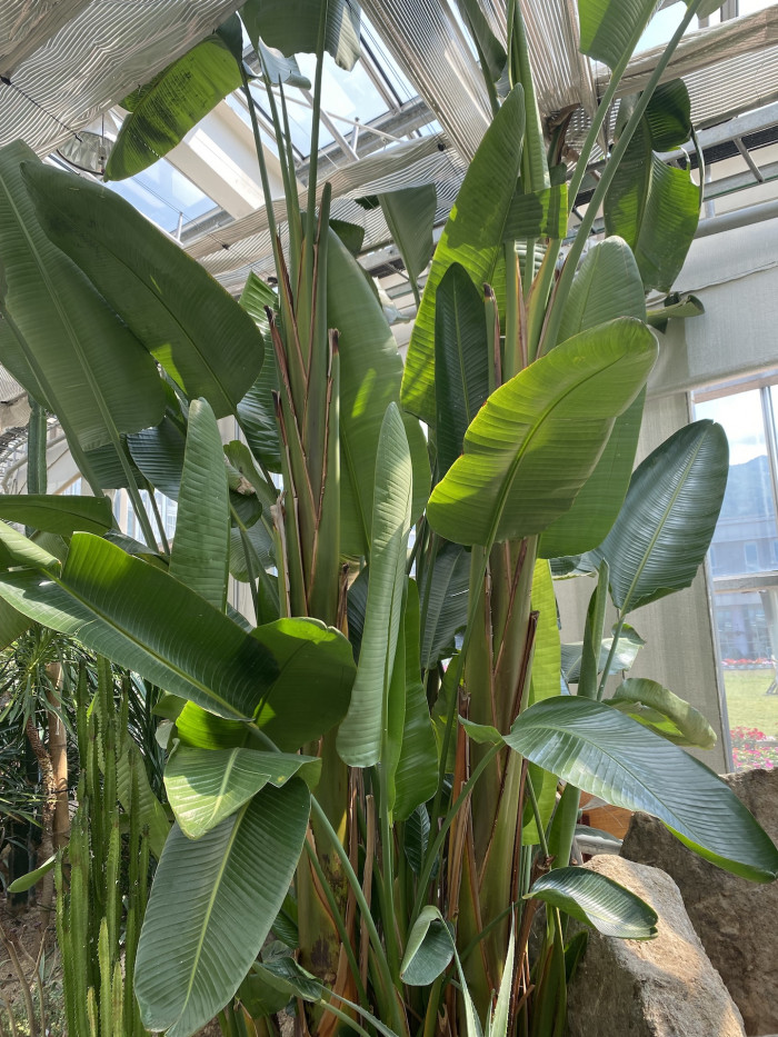 큰극락조화 - Bird of Paradise, Strelitzia nicolai