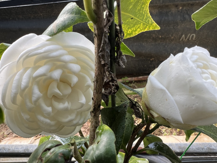 백동백나무 - Camellia Japonica