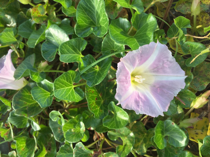 갯메꽃 - Calystegia soldanella (L.) Roem. & Schultb.