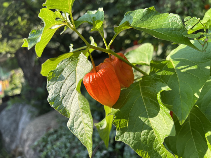 꽈리 - Lampionblume, Physalis alkekengi var. francheti (Mast.) Hort