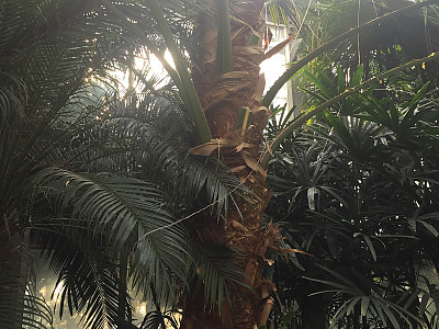 비로야자 사진 - Livistona chinensis Photos