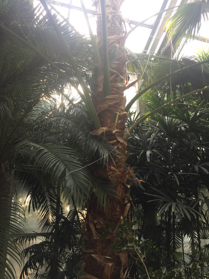 비로야자 - Chinese fan palm, Fountain palm,, Livistona chinensis
