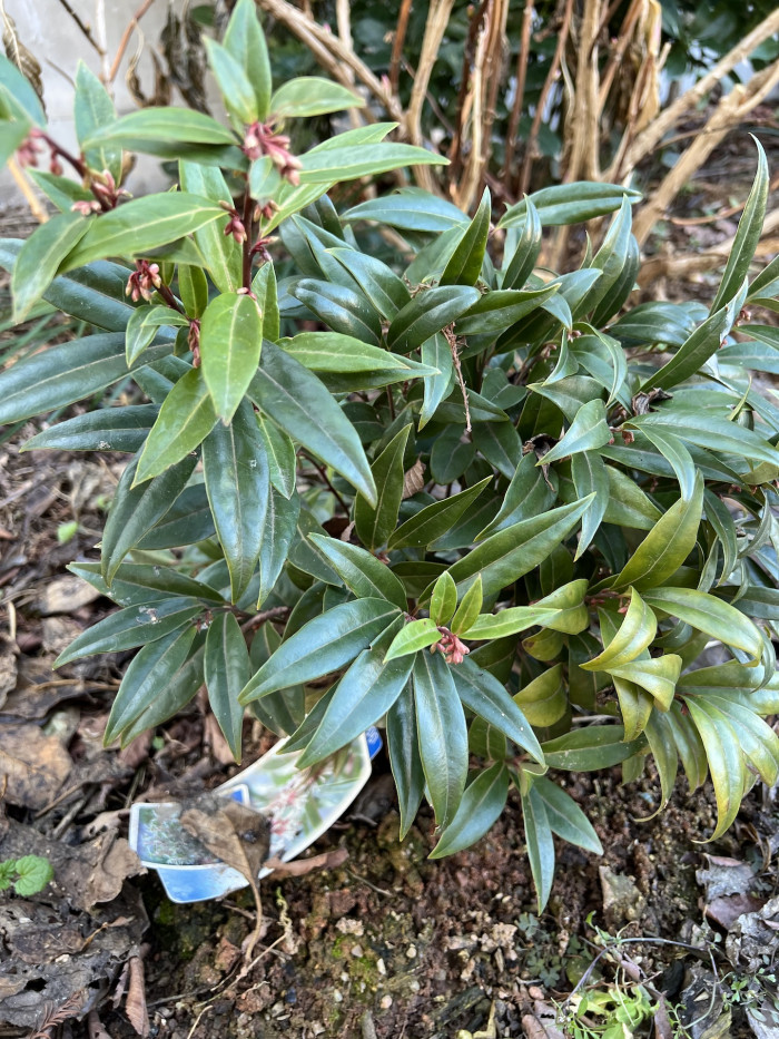 향회양목 - Sarcococca hookeriana var. humilis