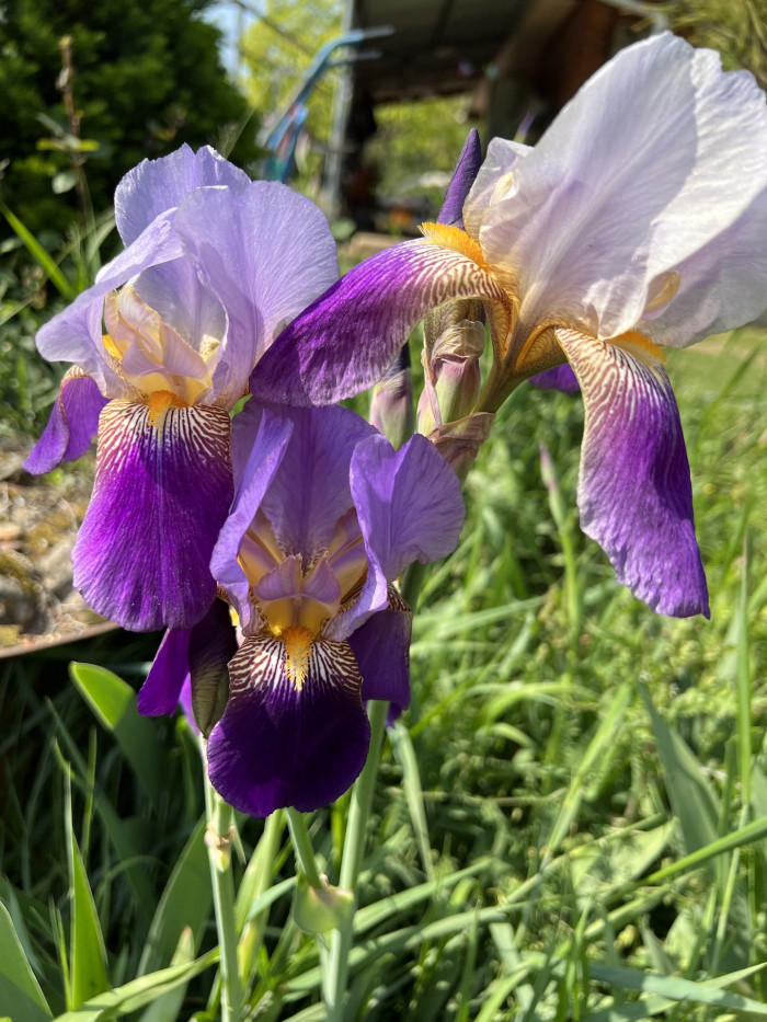 독일붓꽃 - German iris, Iris germanica L.