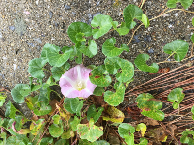 갯메꽃 사진 - Calystegia soldanella (L.) Roem. & Schultb. Photos