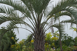 뷰티아야자 - Butia odorata (Barb.Rodr.) Noblick