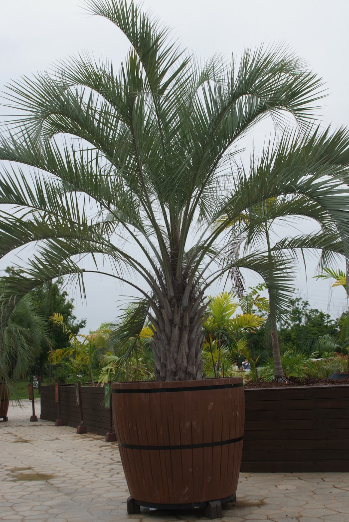 뷰티아야자 - Jelly palm, Butia odorata (Barb.Rodr.) Noblick