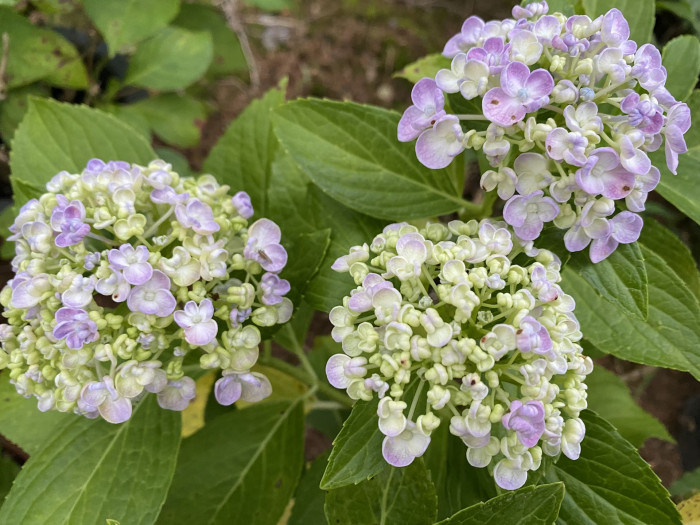 수국 - Hydrangea, Hydrangea macrophylla (Thunb.) Ser. for. otaksa (Siebold & Zucc.) E. H. Wilson