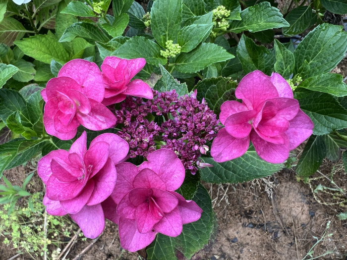 수국 페어리 아이 - Hydrangea macrophylla Fairy Eye