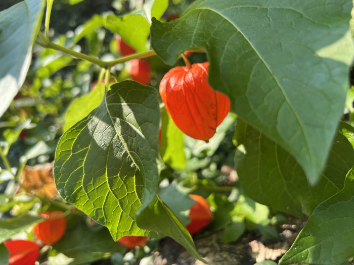 꽈리 - Lampionblume, Physalis alkekengi var. francheti (Mast.) Hort