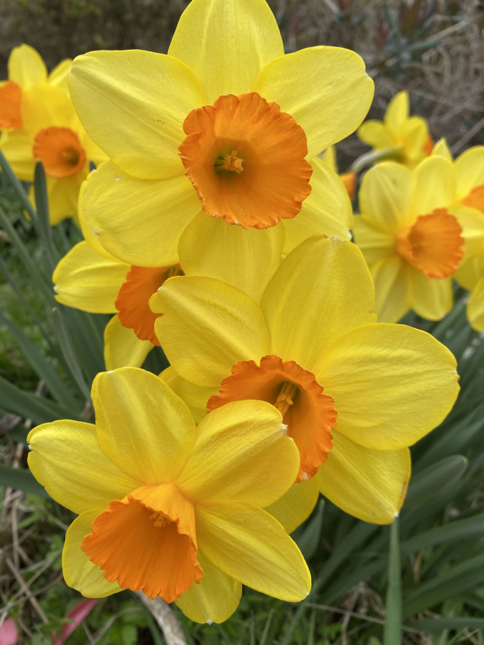 수선화 - daffodil, Narcissus tazetta var. chinensis