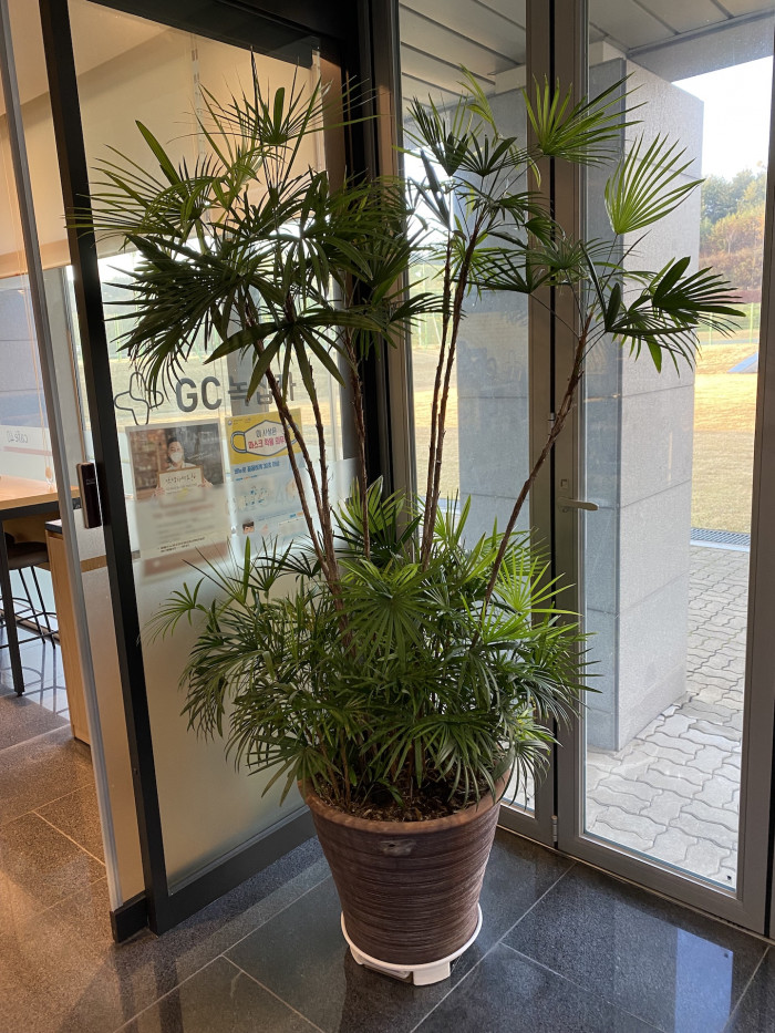 종려죽 - Slender Lady Palm, Rhapis Palm, Rhapis humilis Blume