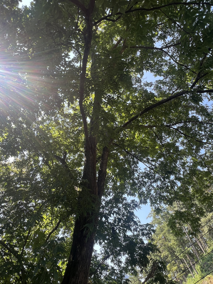 굴피나무 - Platycarya Strobilacea