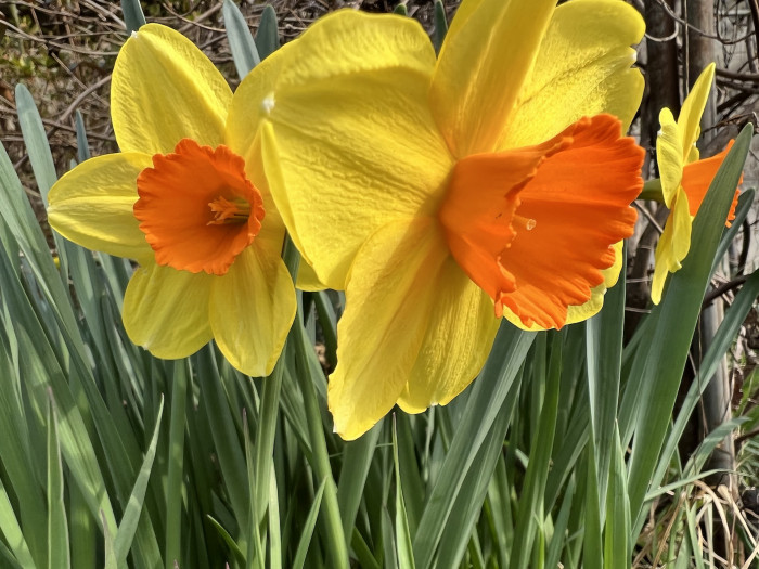 수선화 - daffodil, Narcissus tazetta var. chinensis