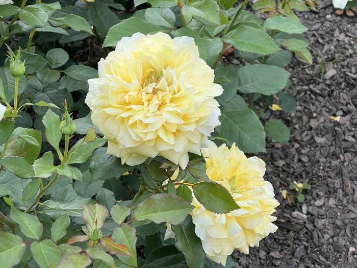 장미 톨로즈 로트렉 - Rose Toulouse Lautrec