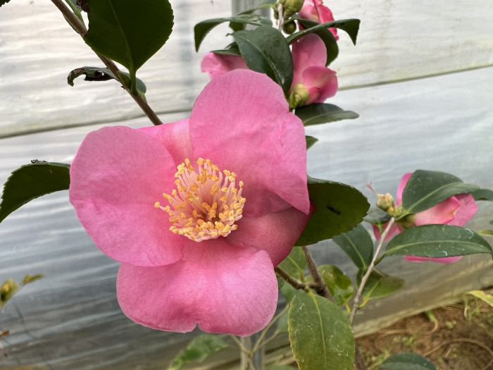 미나토노 아케보노 일본동백 - Minato No Akebono