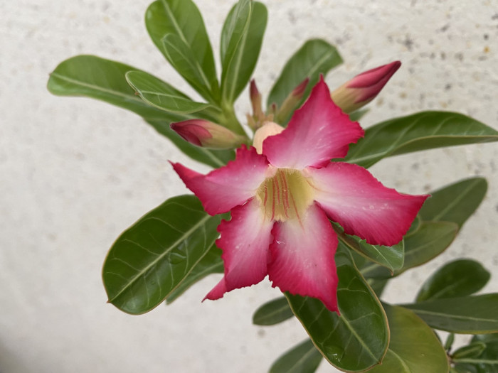 석화 - Adenium obesm, Adenium