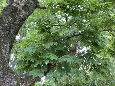 들메나무 사진 - Fraxinus mandshurica Rupr. Photos