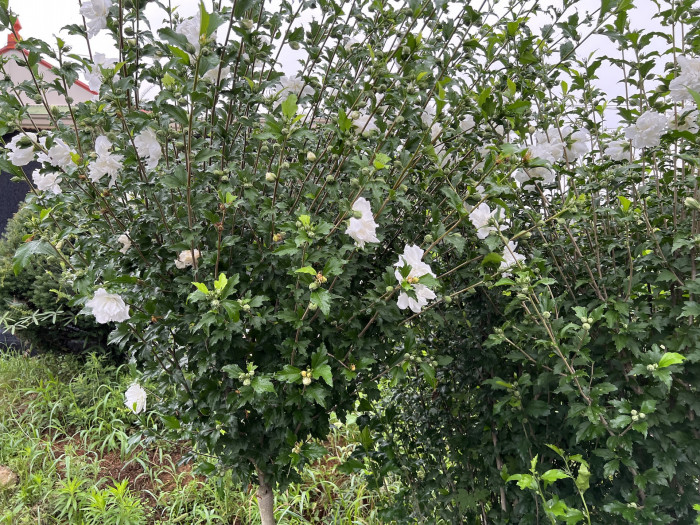 무궁화 - Rose of Sharon, Hibiscus syriacus L.