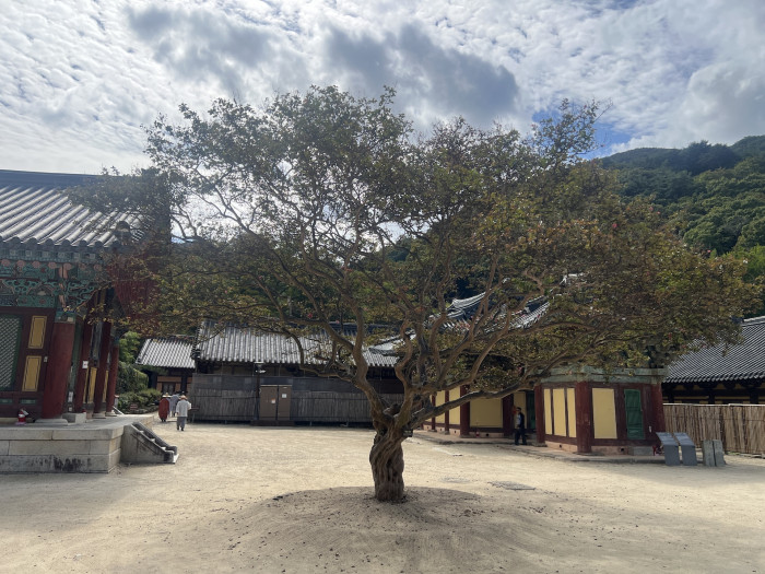 배롱나무 - Crape myrtle