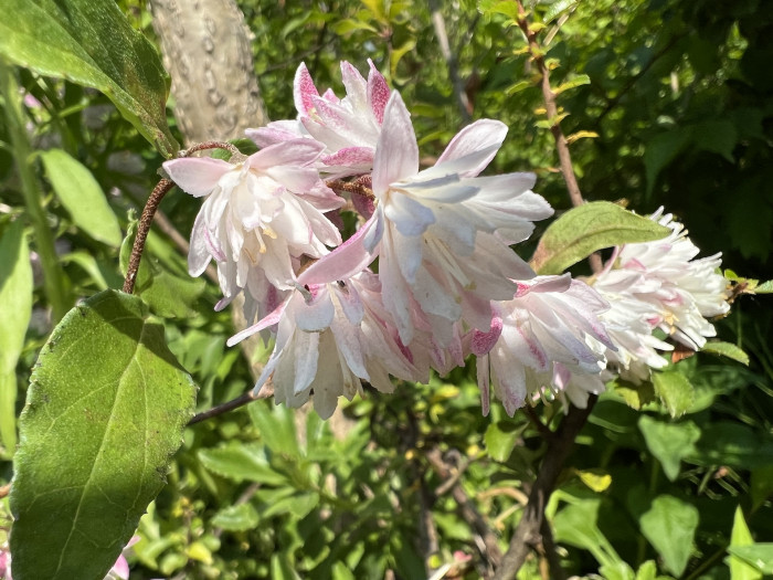 빈도리 - Deutzia crenata Siebold & Zucc.