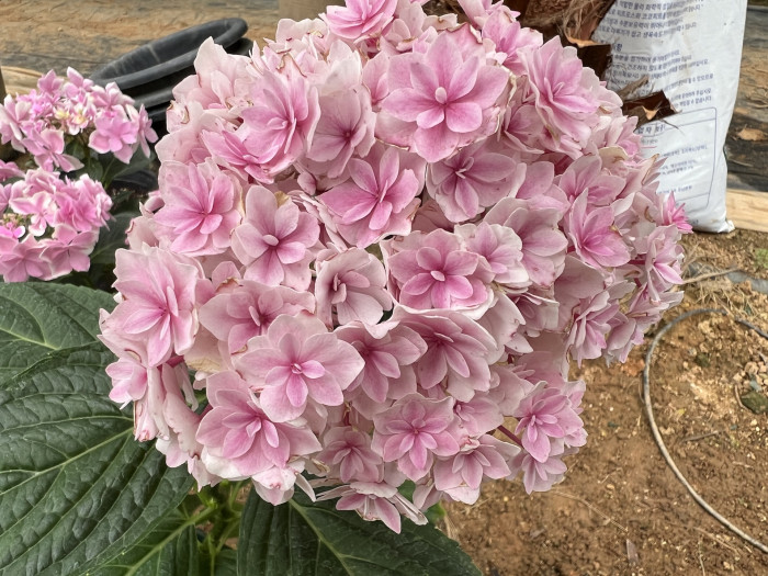 수국 프린세스샬롯 - Hydrangea Macrophylla Princess Charlotte