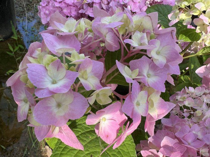 수국 렛츠댄스 스카이뷰 - Hydrangea Macrophylla