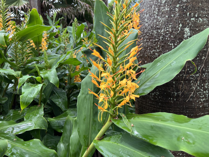 헤디키움 가드네리아눔 - Kahili Ginger, Kahila Garland-lily, Hedychium gardnerianum