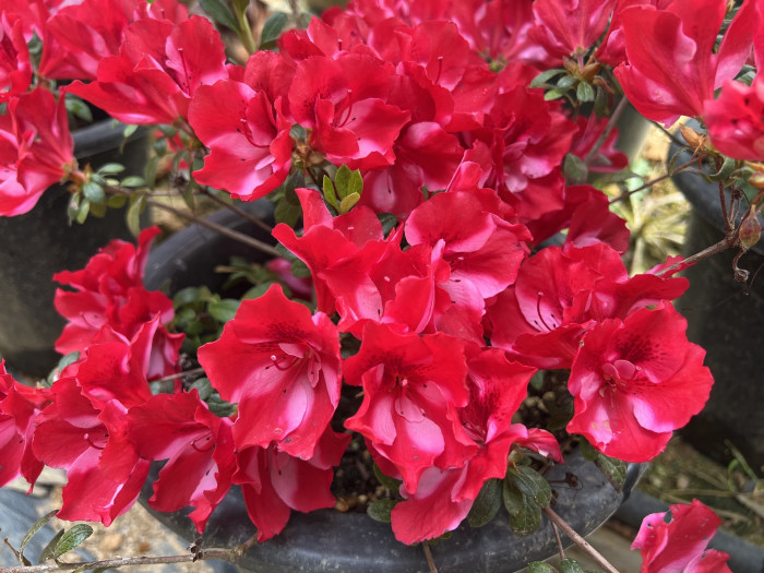 아젤리아 불꽃선녀 - Azalea