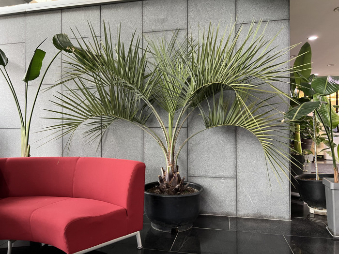 뷰티아야자 - Jelly palm