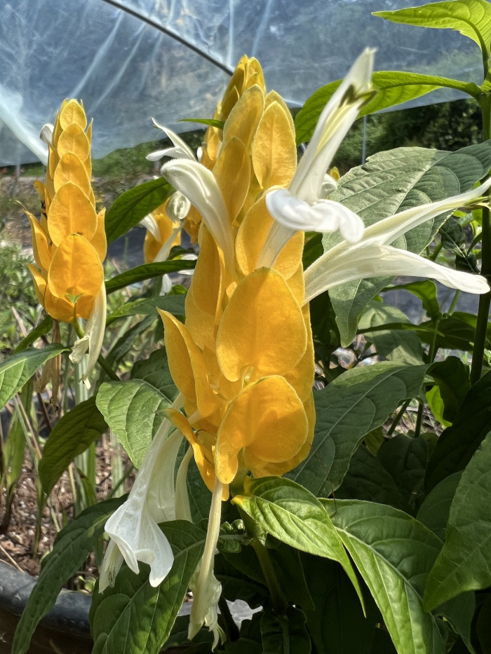 노란새우꽃 - Yellow shirmp plant, Pachystachys lutea Nees
