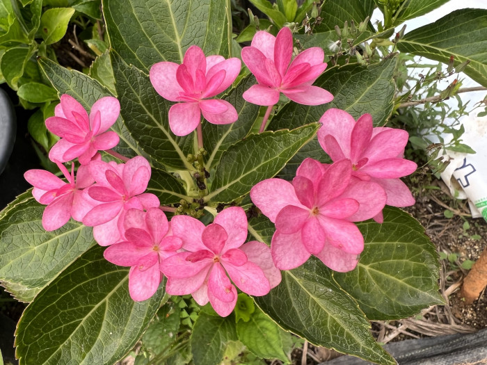 수국 - Hydrangea, Hydrangea macrophylla (Thunb.) Ser. for. otaksa (Siebold & Zucc.) E. H. Wilson