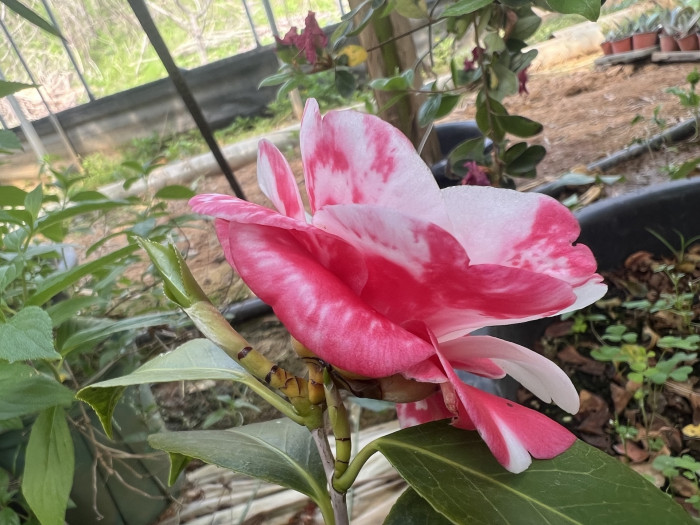 동백나무 - Camellia Japonica