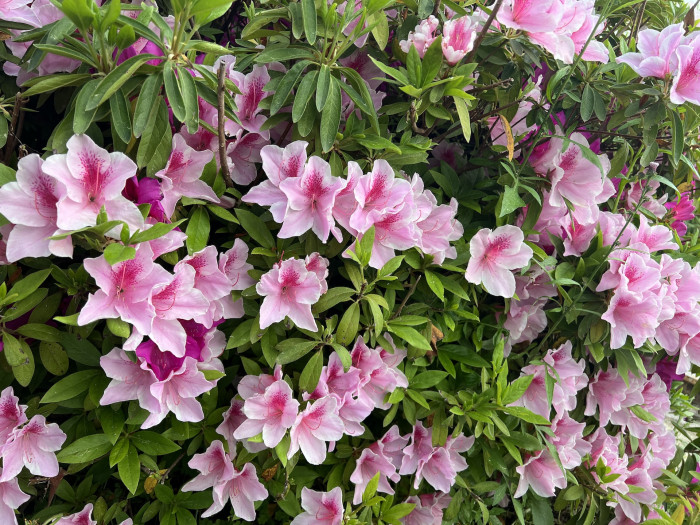 철쭉 풀크럼 - Rhododendron pulchrum