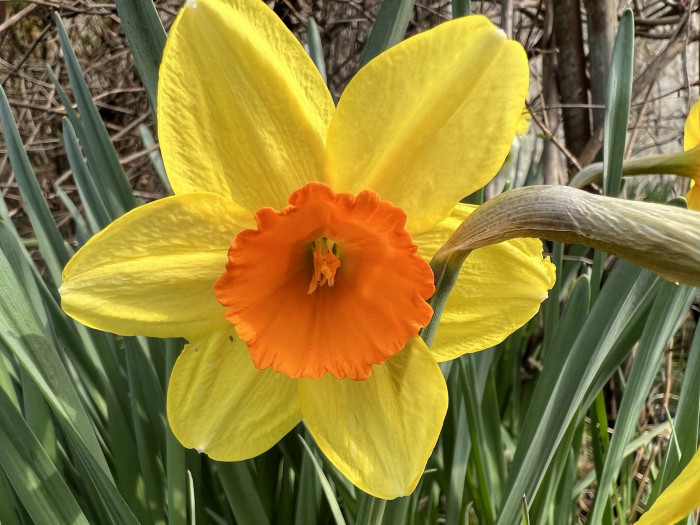 수선화 - daffodil, Narcissus tazetta var. chinensis