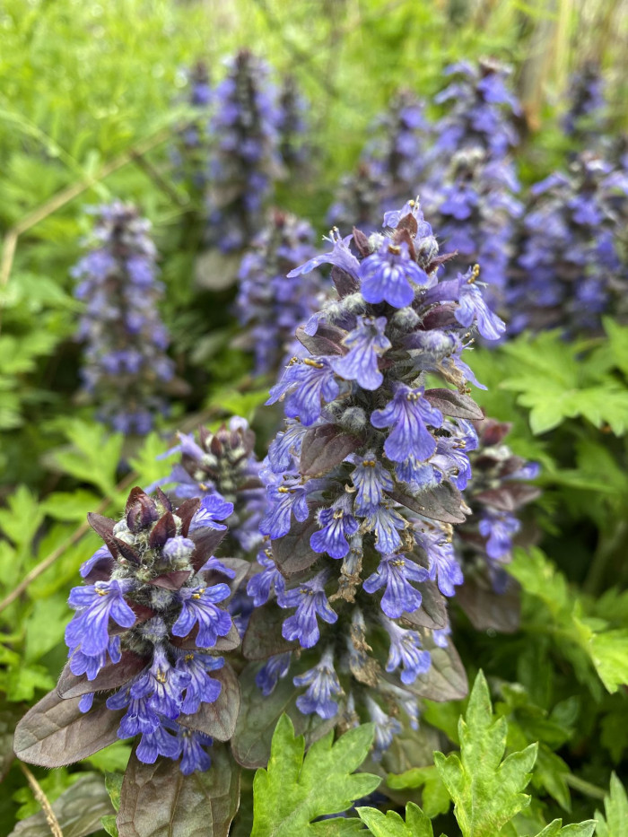 아주가렙탄스 - bugle, blue bugle, bugleherb, bugleweed, carpetweed, Ajuga reptans