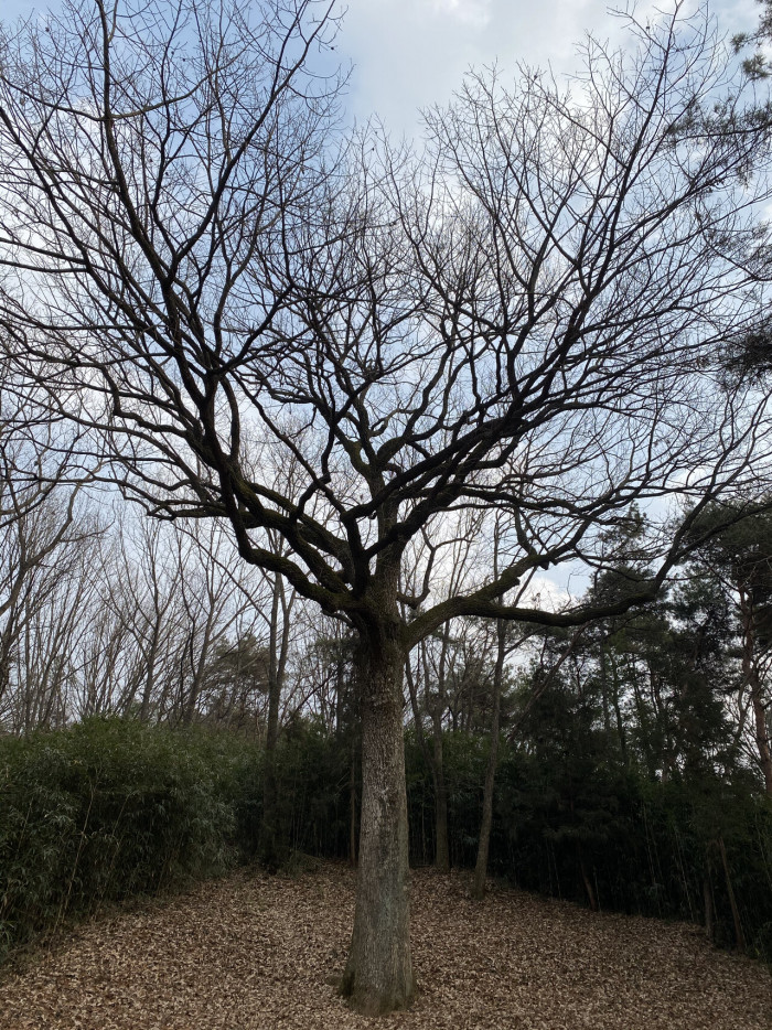 상수리나무 - Quercus acutissima Carruth.