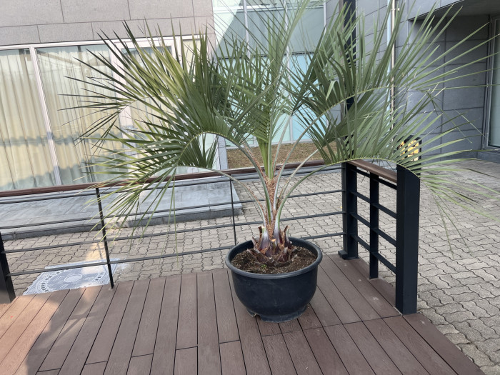 뷰티아야자 - Jelly palm