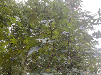 미국풍나무 사진 - Liquidambar styraciflua L. Photos