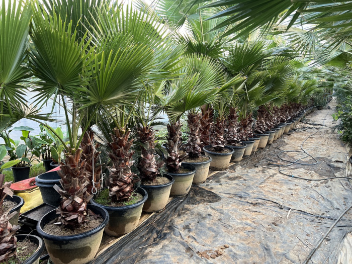 워싱턴야자 - Washington palm, California Fan Palm